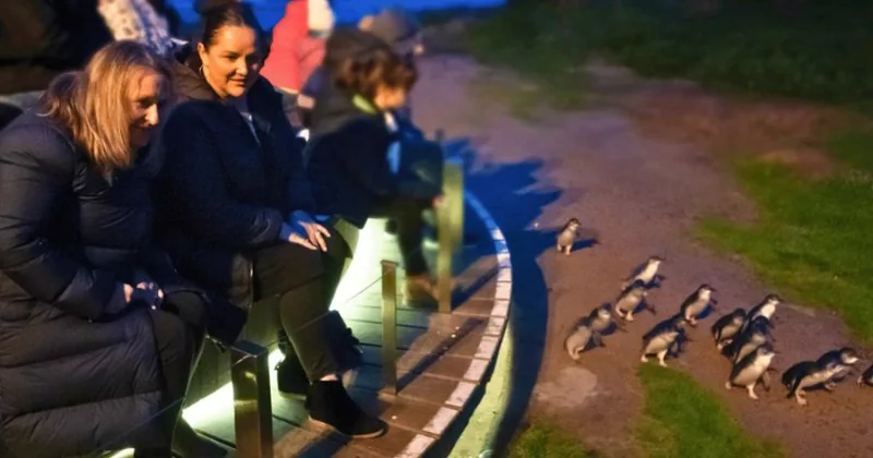 Penguin Parade Afternoon Tour