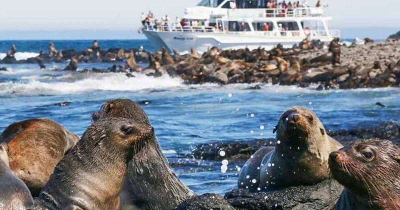 Penguin Parade & Seal Rocks Cruise