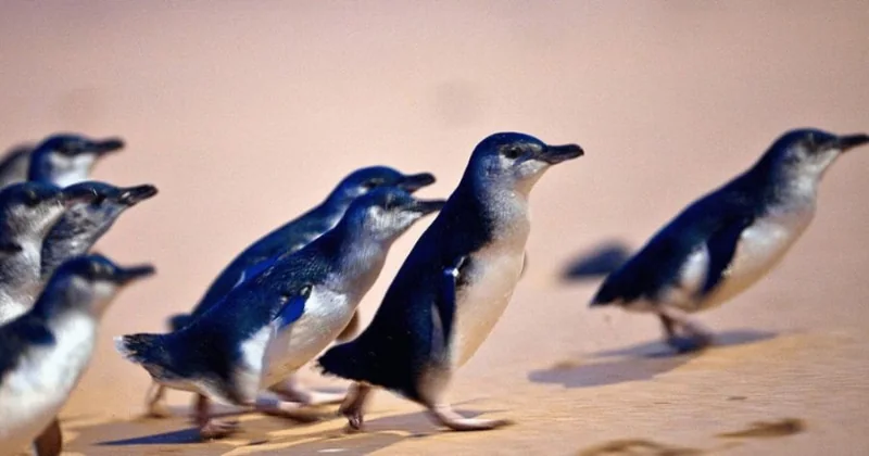 Penguin Parade Eco Tour from Melbourne