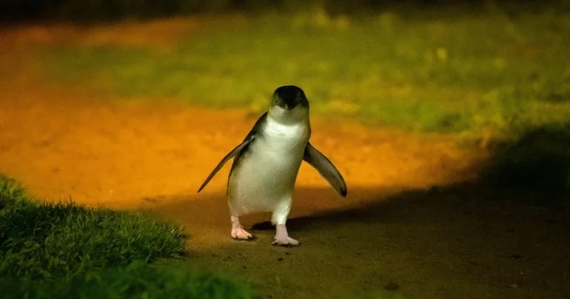 Penguin Parade & Koalas Highlights Tour