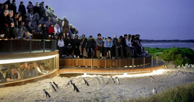 Small-Group Penguin & Wildlife Tour