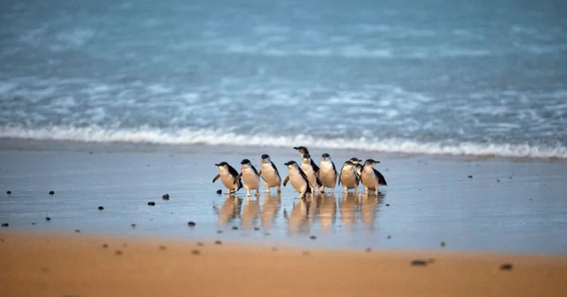 Penguin Parade & 3 Parks Pass